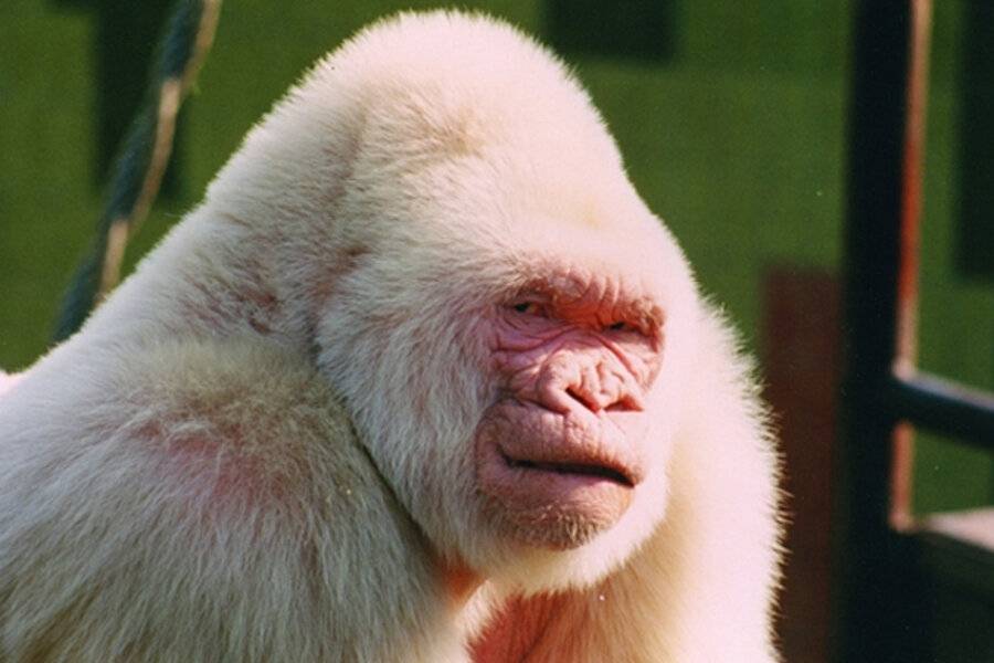 0617-albino-gorilla-snowflake.jpg