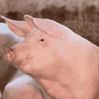 1000000100.gif