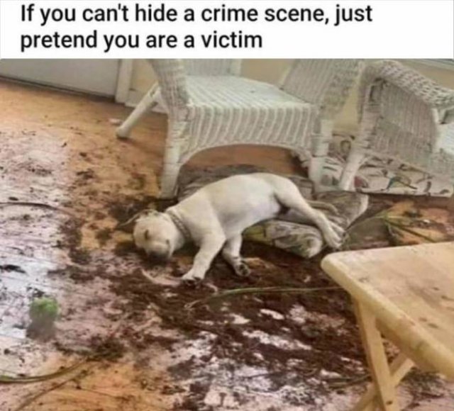 1763990186969.jpeg