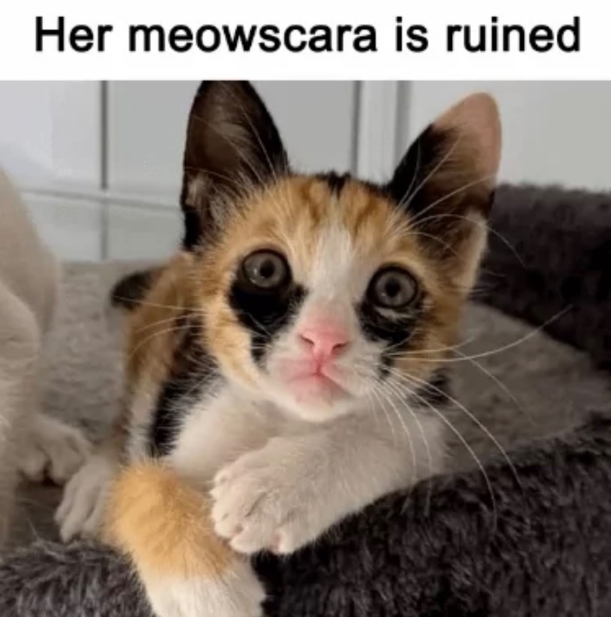 1767304301274.jpeg