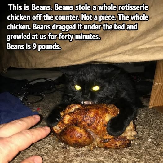 1771021550022.jpeg