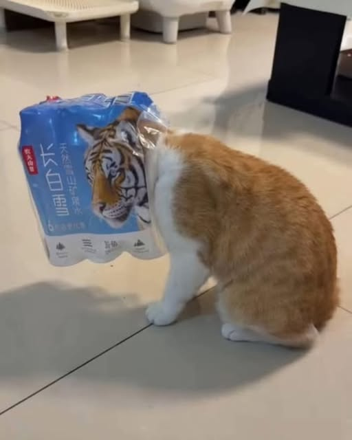 1781023146246.png