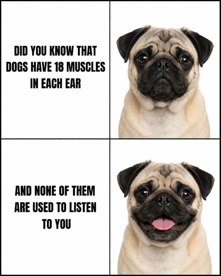 1782160242426.jpeg
