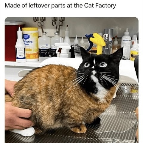 4a42a7ff-e2d7-4573-b3b4-dd807a9ee275.jpeg