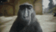 4k-monkey.gif