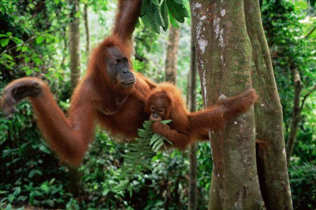 5. Sumatran Orang utan mother and baby.jpg
