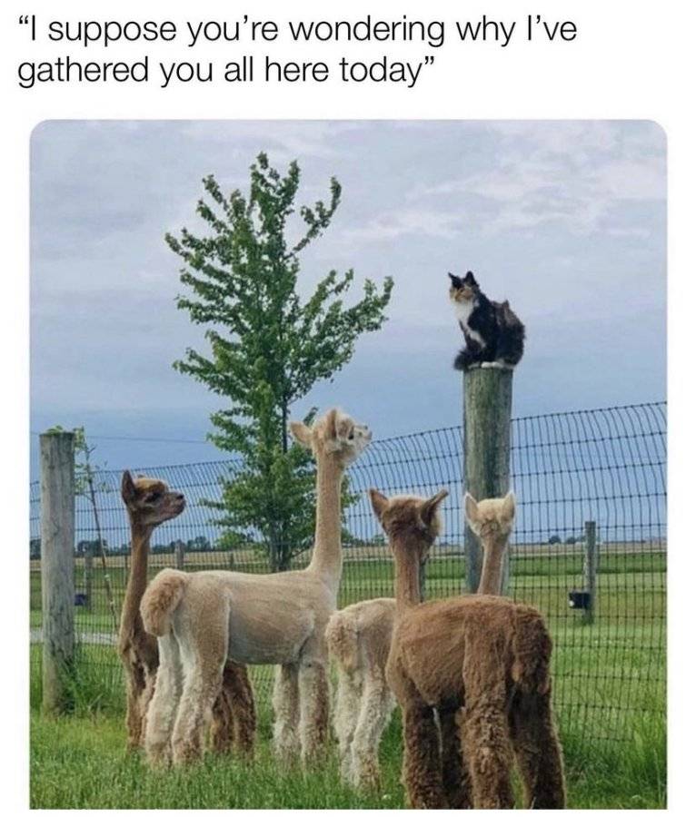 69B42141-213E-4EBF-BA37-E0DA77E01ECA.jpeg