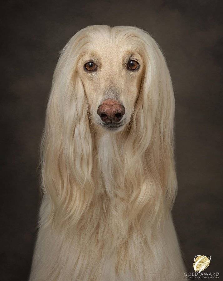 Afghan-House-Gold-Award-winning-dog-headshot-with-the-Guild-of-Photographers.jpg