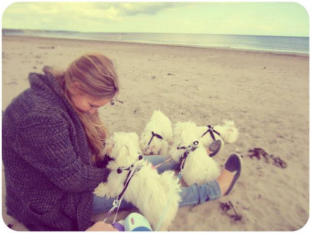 Anna+Saccone+Maltese+Puppies.jpg
