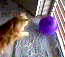 balloon popping cat1 gif.gif