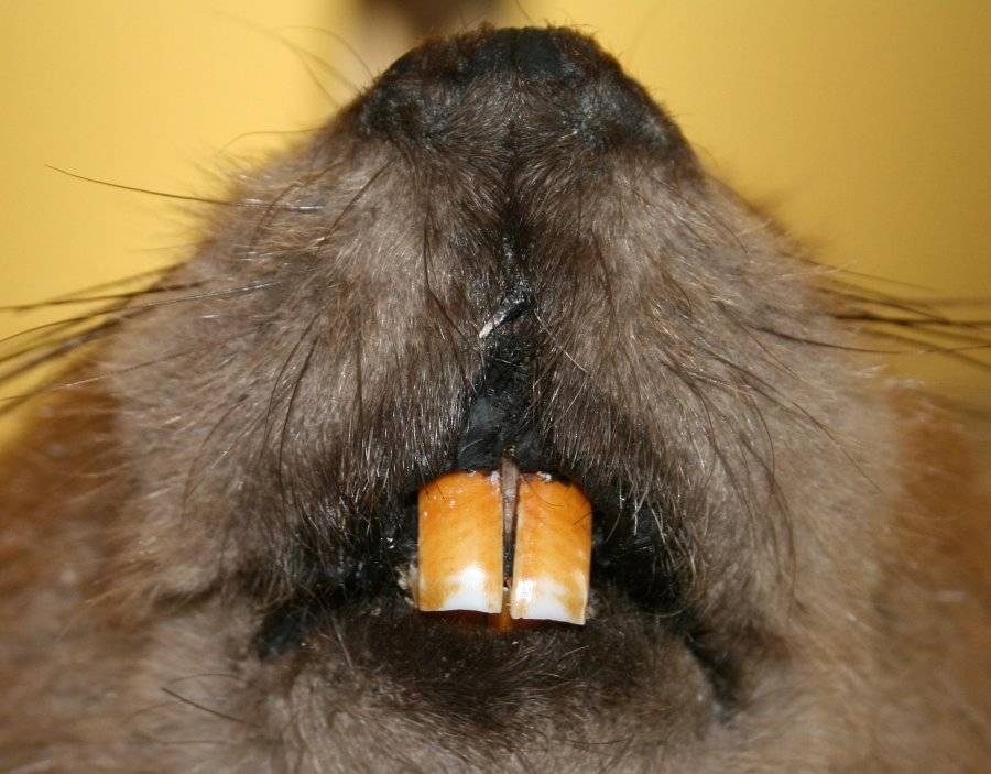 beaver-teeth-incisors-132e5c0f36427dcf.jpg