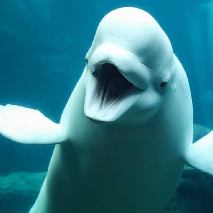 beluga-whale-webcam-9.jpg