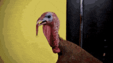 big-neck-turkey.gif