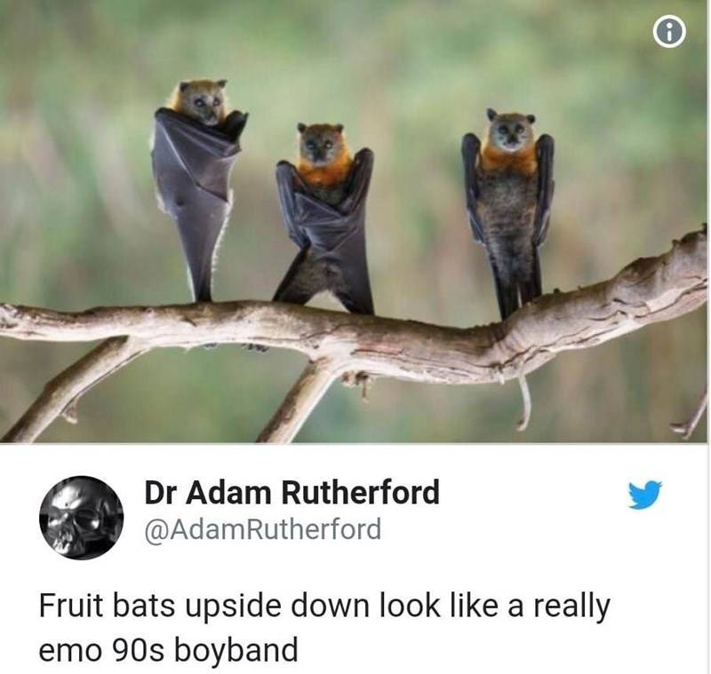 bird-dr-adam-rutherford-adamrutherford-fruit-bats-upside-down-look-like-really-emo-90s-boyband.jpeg