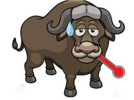 buffalo.jpeg
