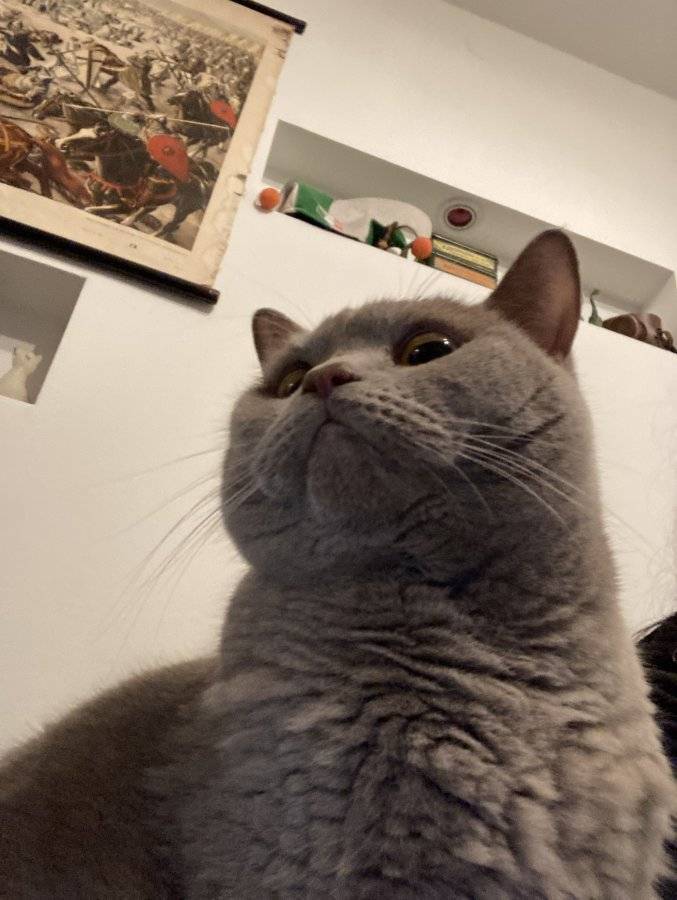 Cat.jpeg