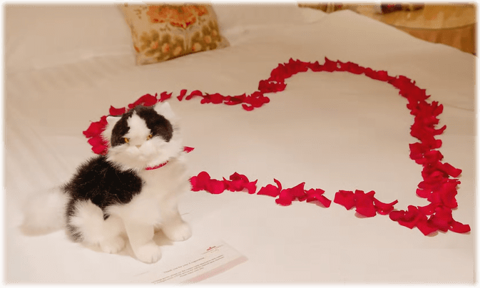 cat.png