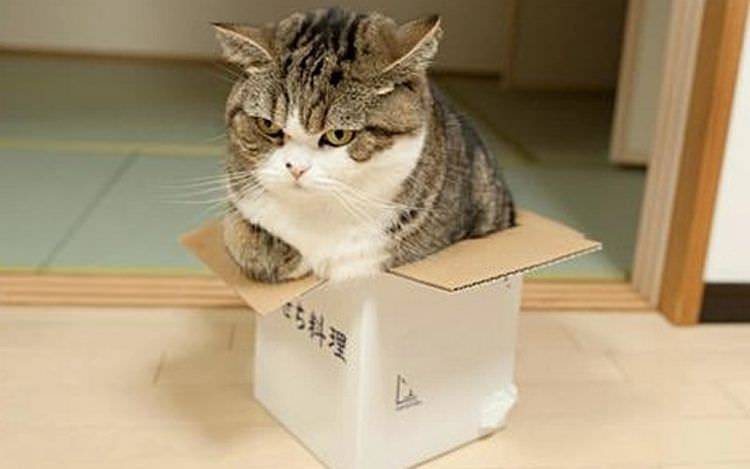 cat-refuses-boxes-too-small-21.jpg