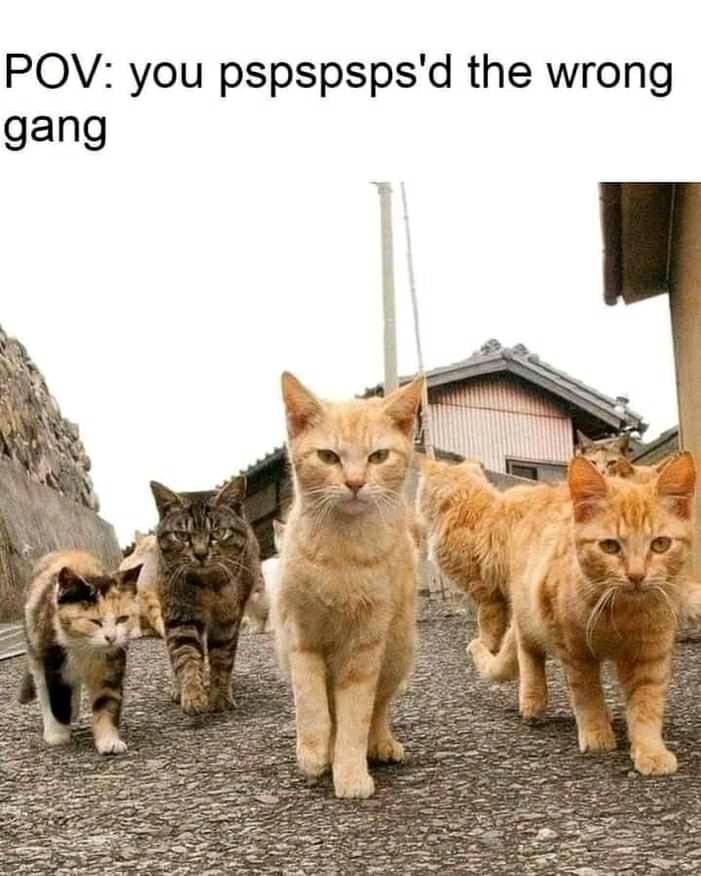 cat squad1.jpg