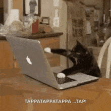 cat typing.gif