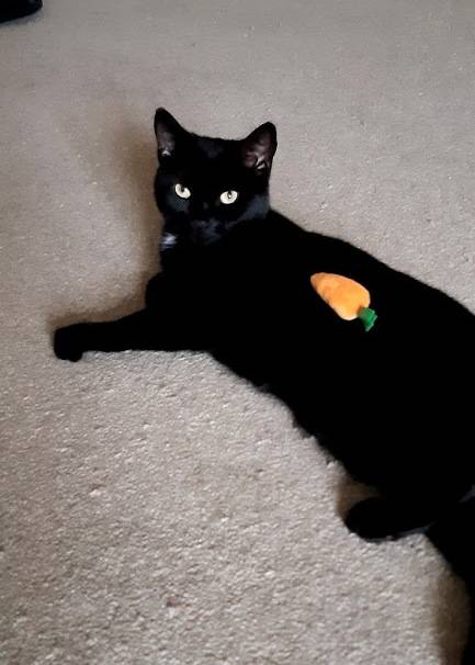 cat's carrot.jpg