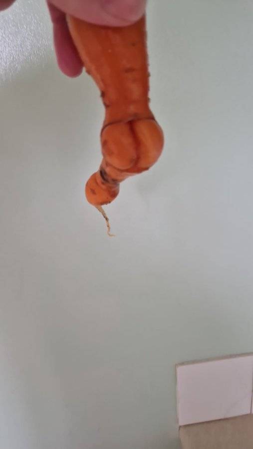 Cheeky Carrot.jpg
