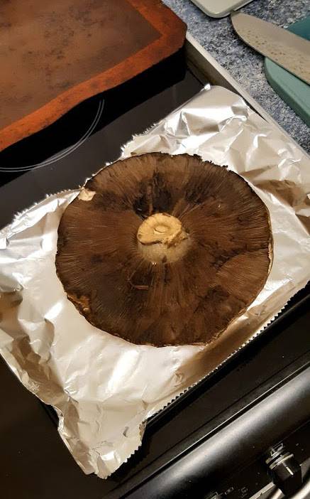 colossal mushroom.jpg