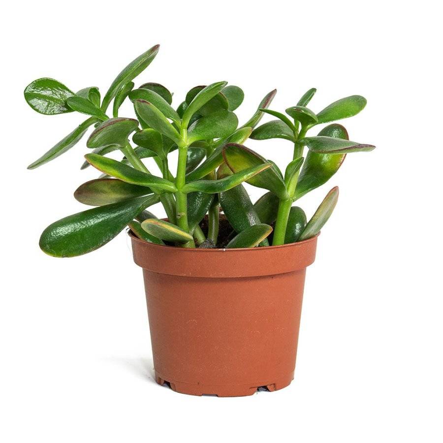 Crassula-ovata-Sunset-Jade-Plant-12cm-New.jpg