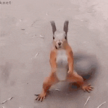 dance-squirrel (1).gif