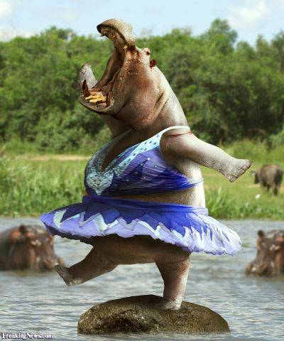 Dancing-Animals.jpg.cf.jpg