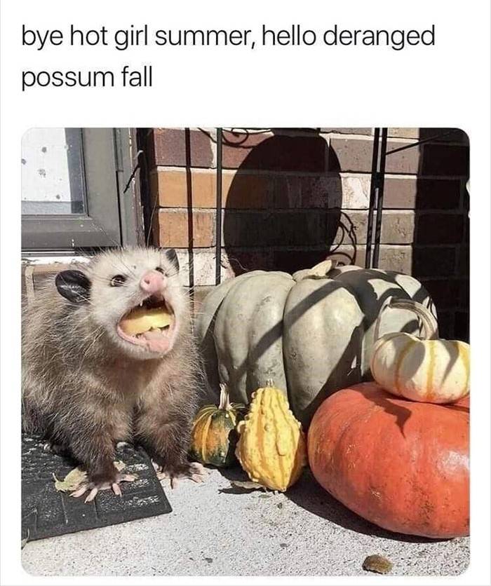 Deranged Possum Fall.jpg