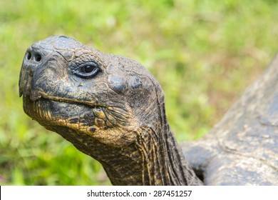 detail-giant-tortoise-el-chato-260nw-287451257.jpg