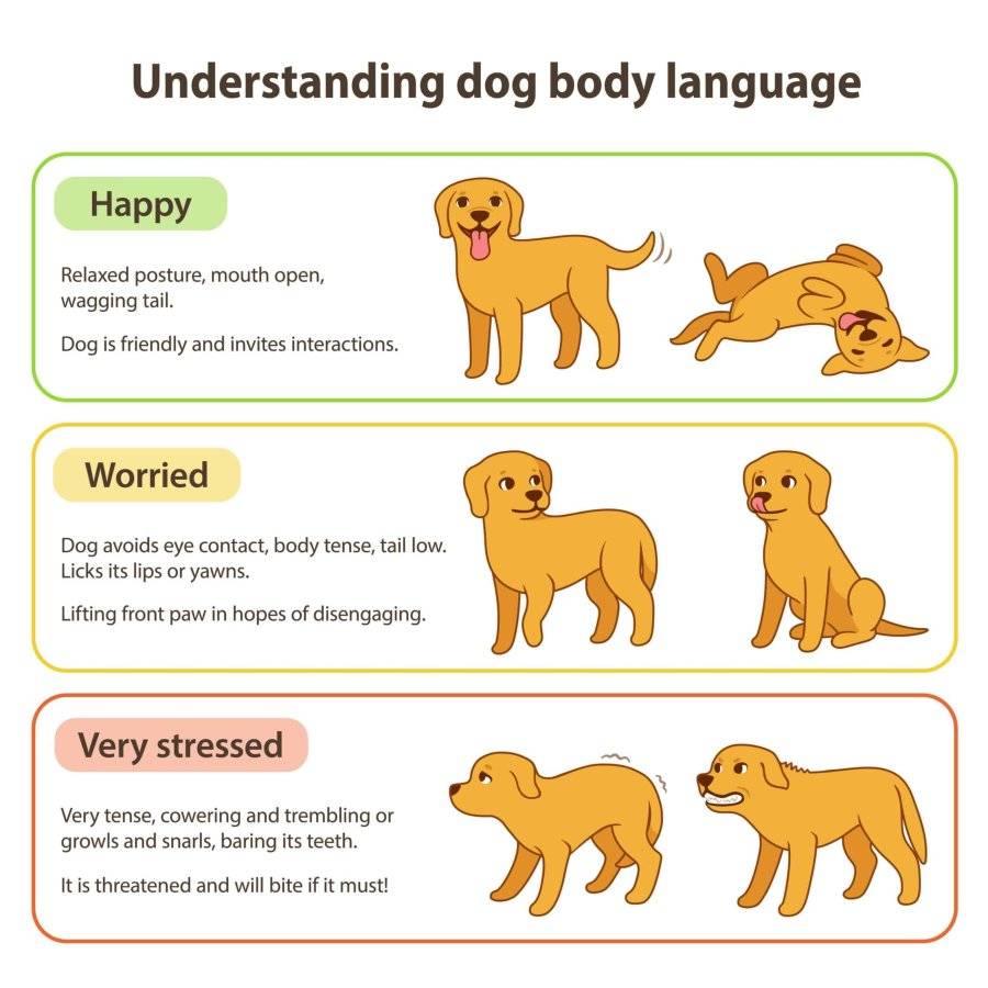 dog-body-language-graphic-scaled.jpeg