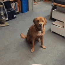 dog-catch.gif