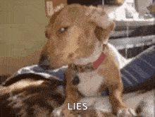 dog-oh-really.gif