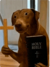 dog-surprised.gif