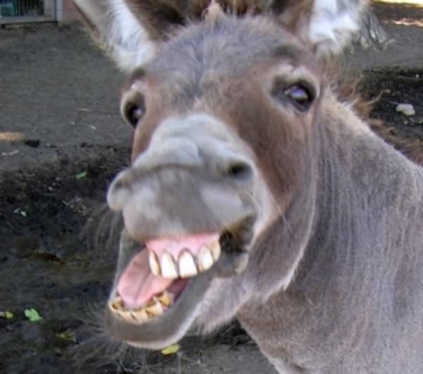Donkey-With-Big-Smiling-Funny-Face-Image.jpg
