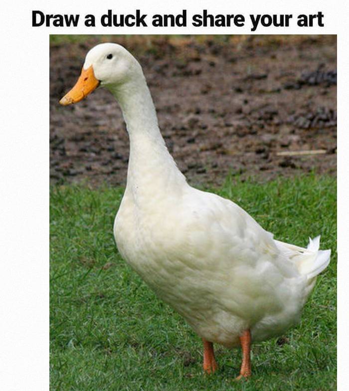 duck.jpg