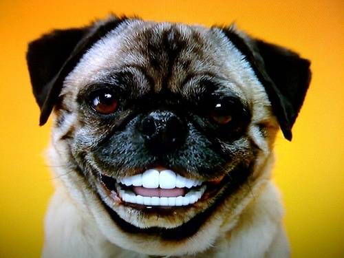 f4f94163412bcb42f7bd8eb7ca1ef647--human-teeth-smiling-dogs.jpg