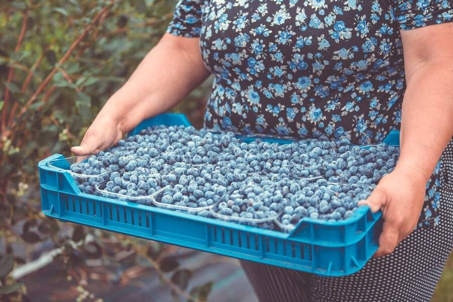 farmer-harvesting-picking-up-fresh-blueberries-his-huge-blueberry-farm-food-concept_310913-716.jpg