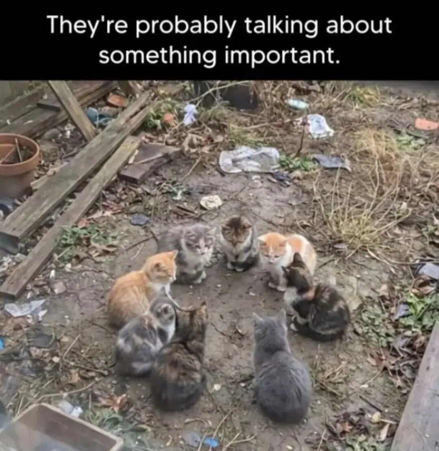 FelineMeeting.jpeg