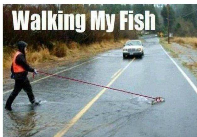 fish-meme-of-someone-walking-their-fish-in-a-puddle_v2.jpg