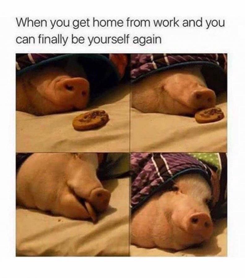 funny-memes-animal-when-you-get-home-from-work-and-you-can-finally-be-yourself-again.jpeg.jpg
