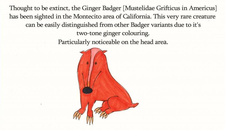 ginger badger 001 text on.jpg