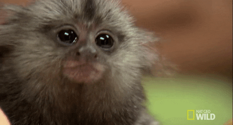 giphy monkey question mark.gif