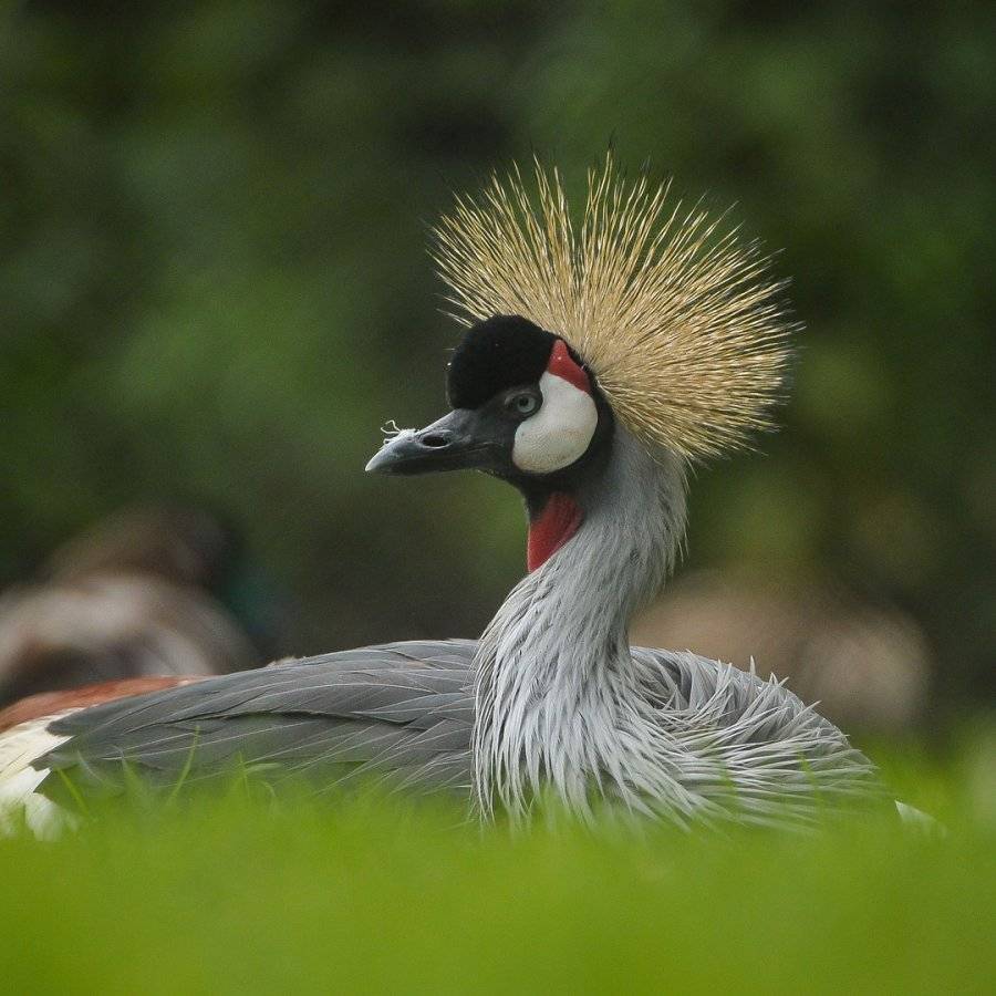 Grey-crowned-crane-square.jpg