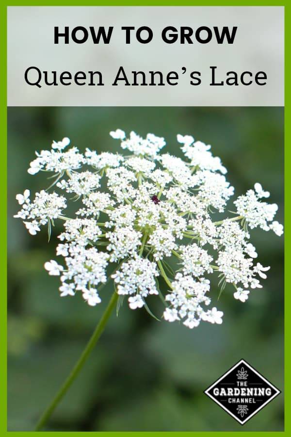 growing-queens-annes-lace.jpg