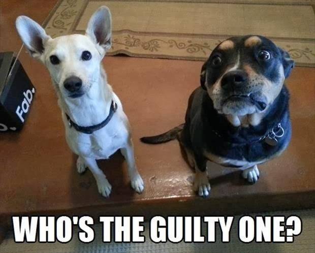 guilty-dog.jpg