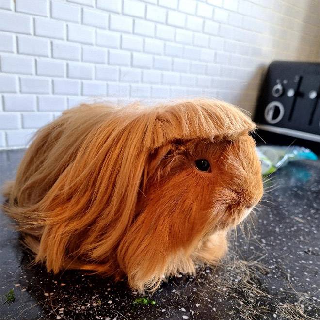 guinea-pig-haircut7.jpg