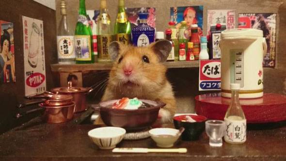 hamster-bartender-5.jpg